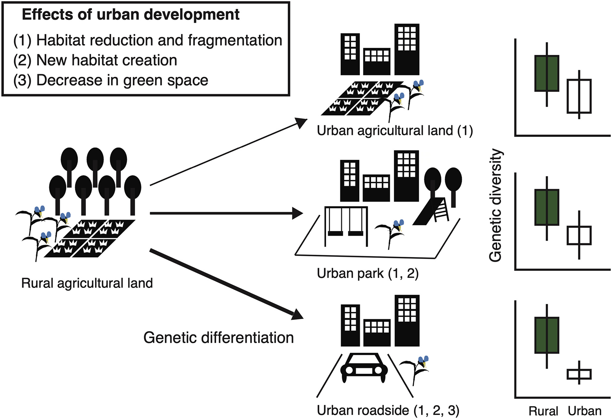 Habitat diversification associated with urban development has a little effect on genetic structure in the annual native plant Commelina communis in an East Asian megacity