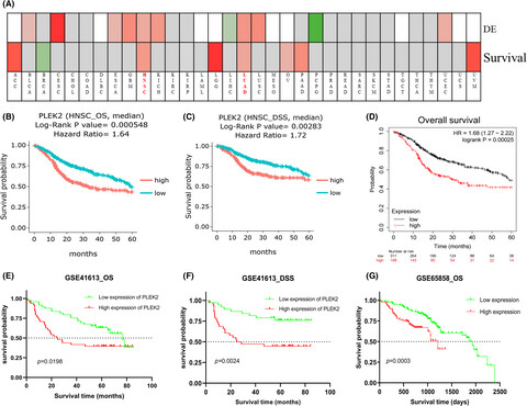 Expression and prognostic potential of PLEK2 in head and neck squamous cell carcinoma based on bioinformatics analysis