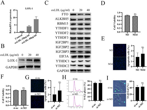 Mettl3 promotes oxLDL-mediated inflammation through activating STAT1 signaling