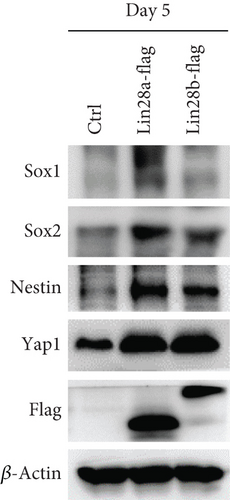 Details are in the caption following the image