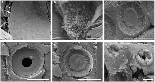 Details are in the caption following the image Details are in the caption following the image