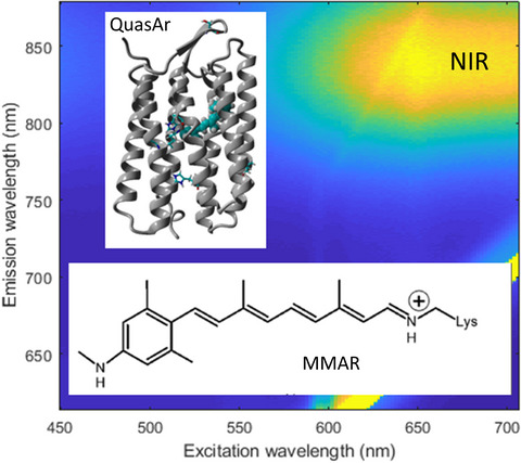Analog Retinal Redshifts Visible Absorption of QuasAr Transmembrane Voltage Sensors into Near-infrared