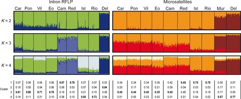 Assessing the geographic scale of genetic population management with microsatellites and introns in the clam Ruditapes decussatus