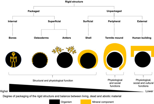 Revisiting the geomorphological-biological divide: An introspective biogeomorphological perspective