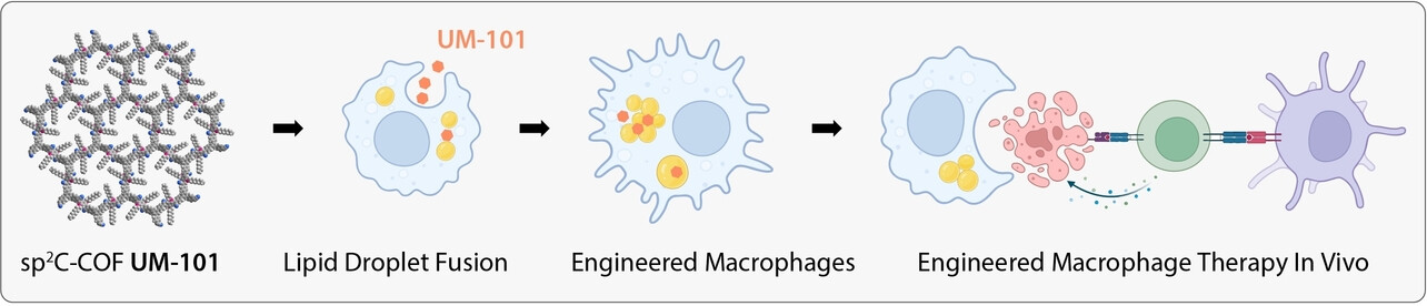 An sp2 Carbon-Conjugated Covalent Organic Framework for Fusing Lipid Droplets and Engineered Macrophage Therapy