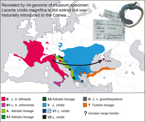 The enigmatic Crimean green lizard (Lacerta viridis magnifica) is extinct but not valid: Mitogenomics of a 120-year-old museum specimen reveals historical introduction