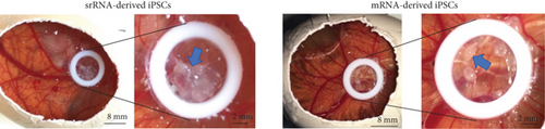Details are in the caption following the image Details are in the caption following the image