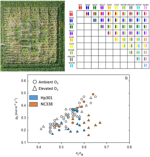 Uncovering hidden genetic variation in photosynthesis of field-grown maize under ozone pollution