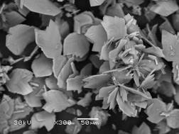 Gypsum Crystallization in the Presence of Cr3+ and Citric Acid