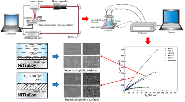 Corrosion characterization of NiTi alloy by femtosecond laser surface processing