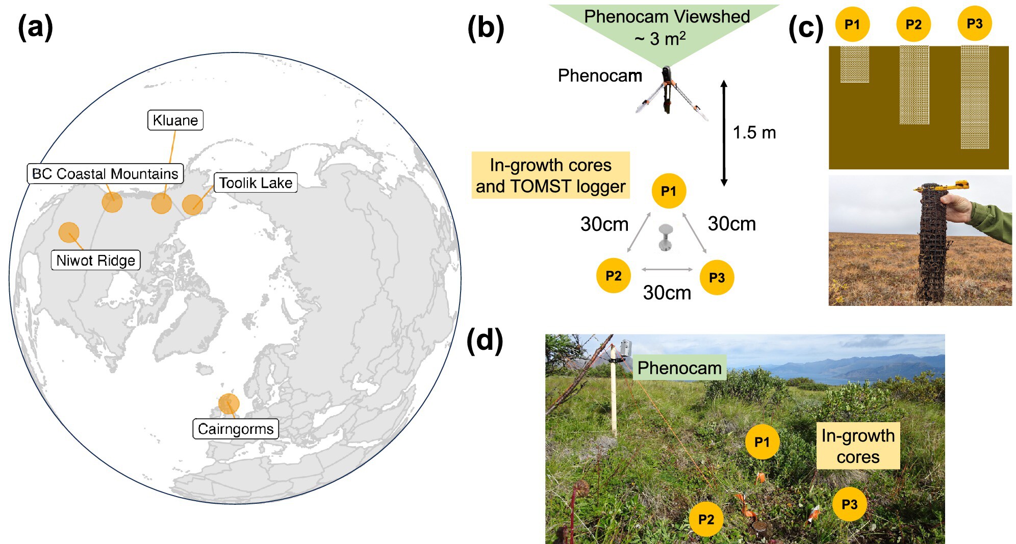 Tundra Vegetation Community Type, Not Microclimate, Controls Asynchrony of Above- and Below-Ground Phenology