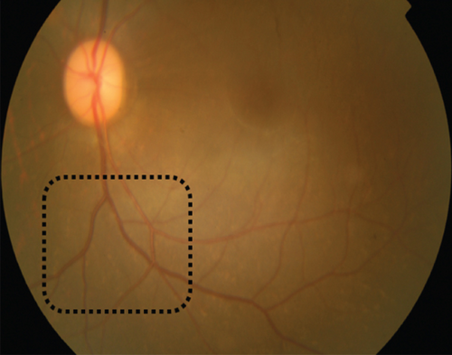 Details are in the caption following the image Details are in the caption following the image