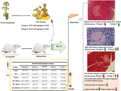 Ferula assa-foetida oleo gum resin ethanolic extract alleviated the pancreatic changes and antioxidant status in streptozotocin-induced diabetic rats: A biochemical, histopathological, and ultrastructural study