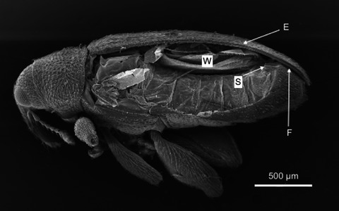 Anatomy of the stridulation apparatus of the beech leaf-mining weevil and characterization of, and behavioral responses to, stridulation sounds