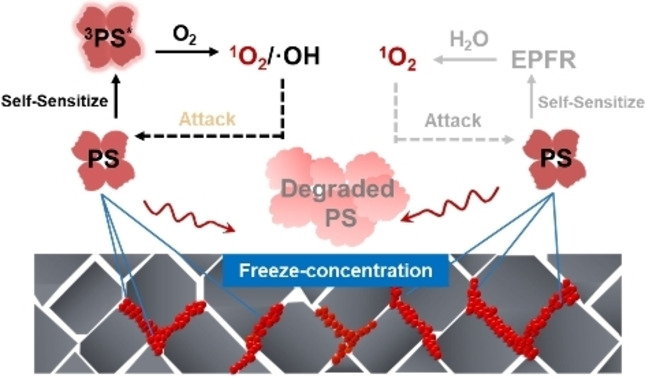 Accelerated Degradation of Microplastics at the Liquid Interface of Ice Crystals in Frozen Aqueous Solutions