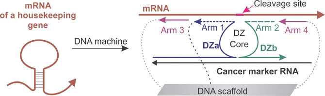 Towards DNA Nanomachines for Cancer Treatment: Achieving Selective and Efficient Cleavage of Folded RNA