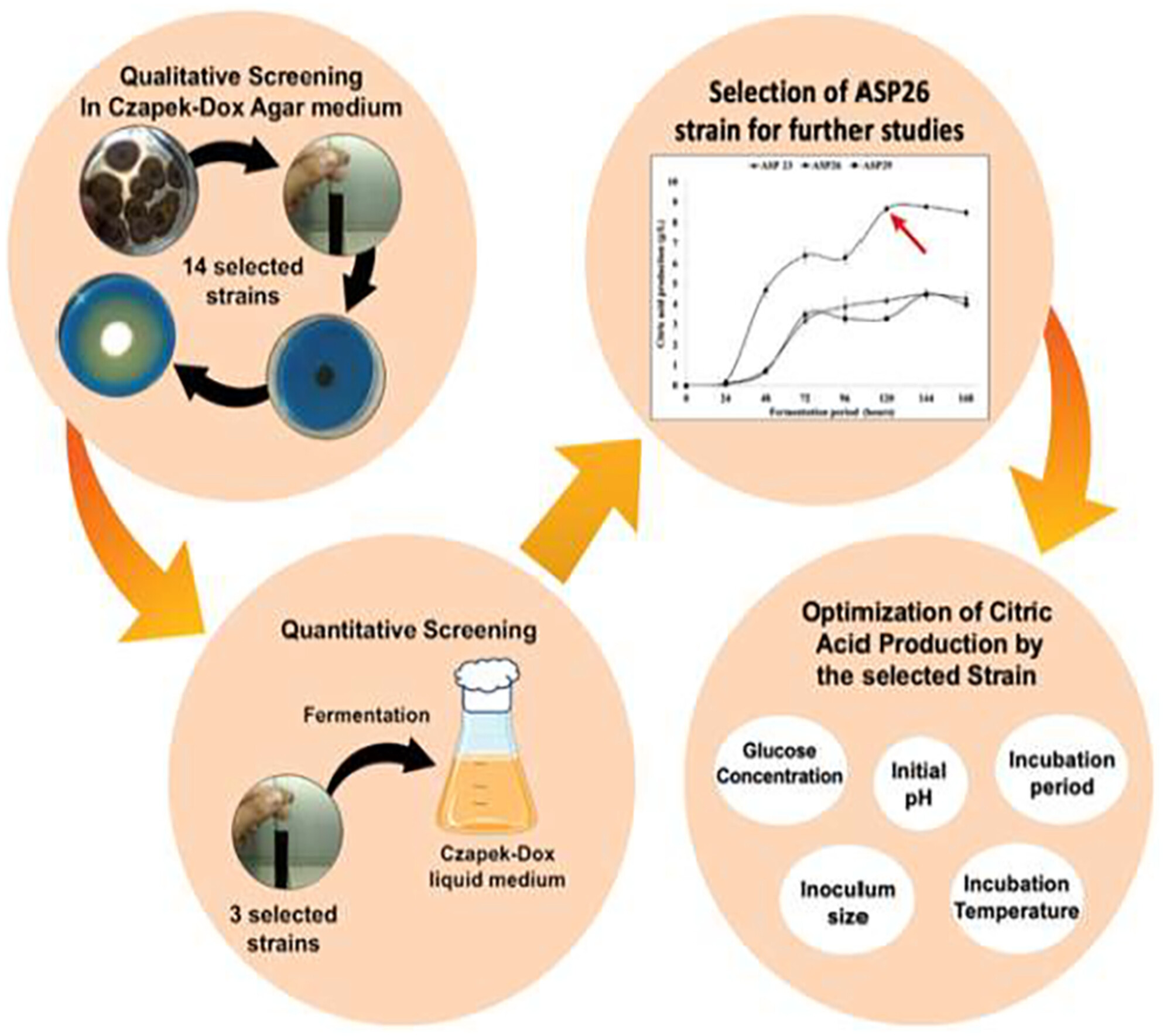 Improving dietary citric acid production by the wild-type Aspergillus niger ASP26 strain isolated from date by-product