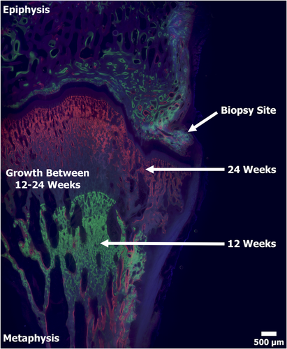 Details are in the caption following the image Details are in the caption following the image