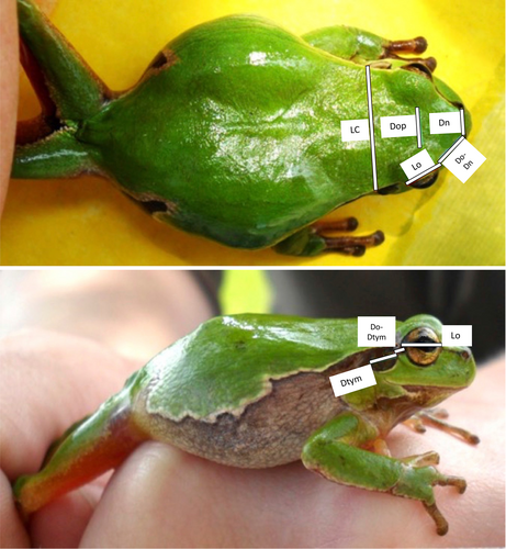Details are in the caption following the image Details are in the caption following the image