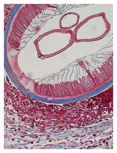 Details are in the caption following the image Details are in the caption following the image