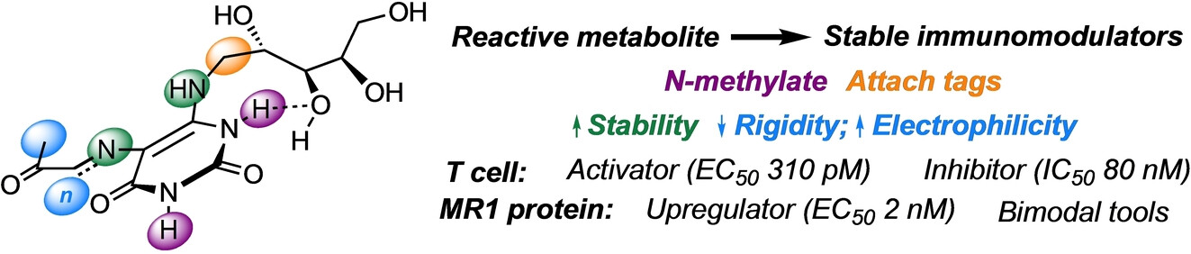 Potent Immunomodulators Developed from an Unstable Bacterial Metabolite of Vitamin B2 Biosynthesis