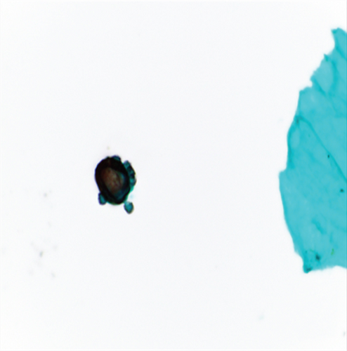 Details are in the caption following the image