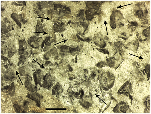 Details are in the caption following the image Details are in the caption following the image