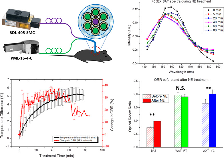 In vivo metabolic imaging and monitoring of brown and beige fat