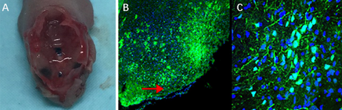 Details are in the caption following the image Details are in the caption following the image