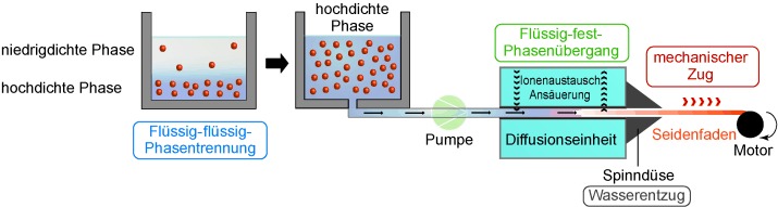 Spinnenseide: vom löslichen Protein zur außergewöhnlichen Faser