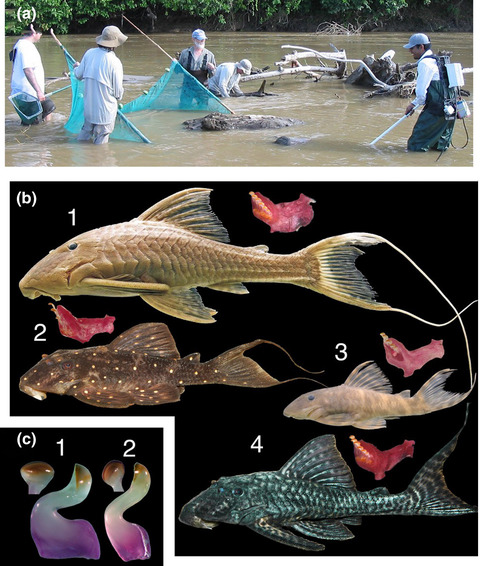 Gut microbiomes of sympatric Amazonian wood-eating catfishes (Loricariidae) reflect host identity and little role in wood digestion