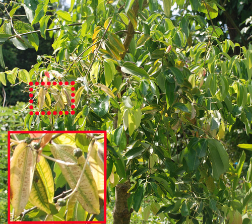 Details are in the caption following the image