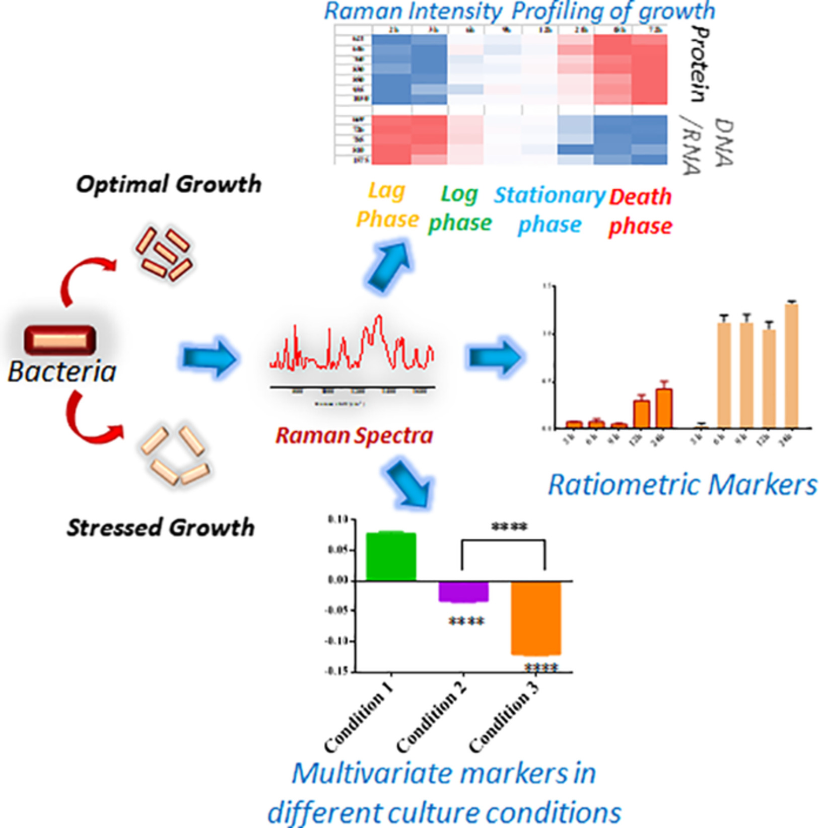 Understanding the effects of culture conditions in bacterial growth: A biochemical perspective using Raman microscopy