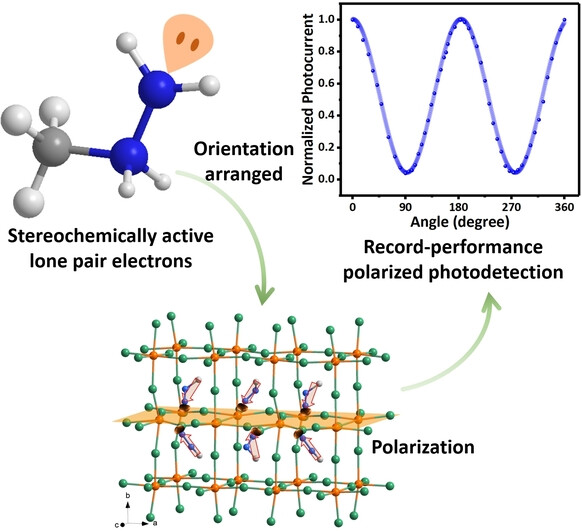 Stereochemically Active Lone Pair Induced Polar Tri-layered Perovskite for Record-Performance Polarized Photodetection