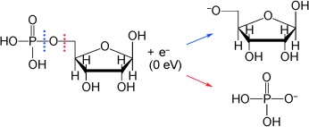 Probing Biomolecules by Laser-Induced Acoustic Desorption: Electrons at Near Zero Electron Volts Trigger Sugar–Phosphate Cleavage