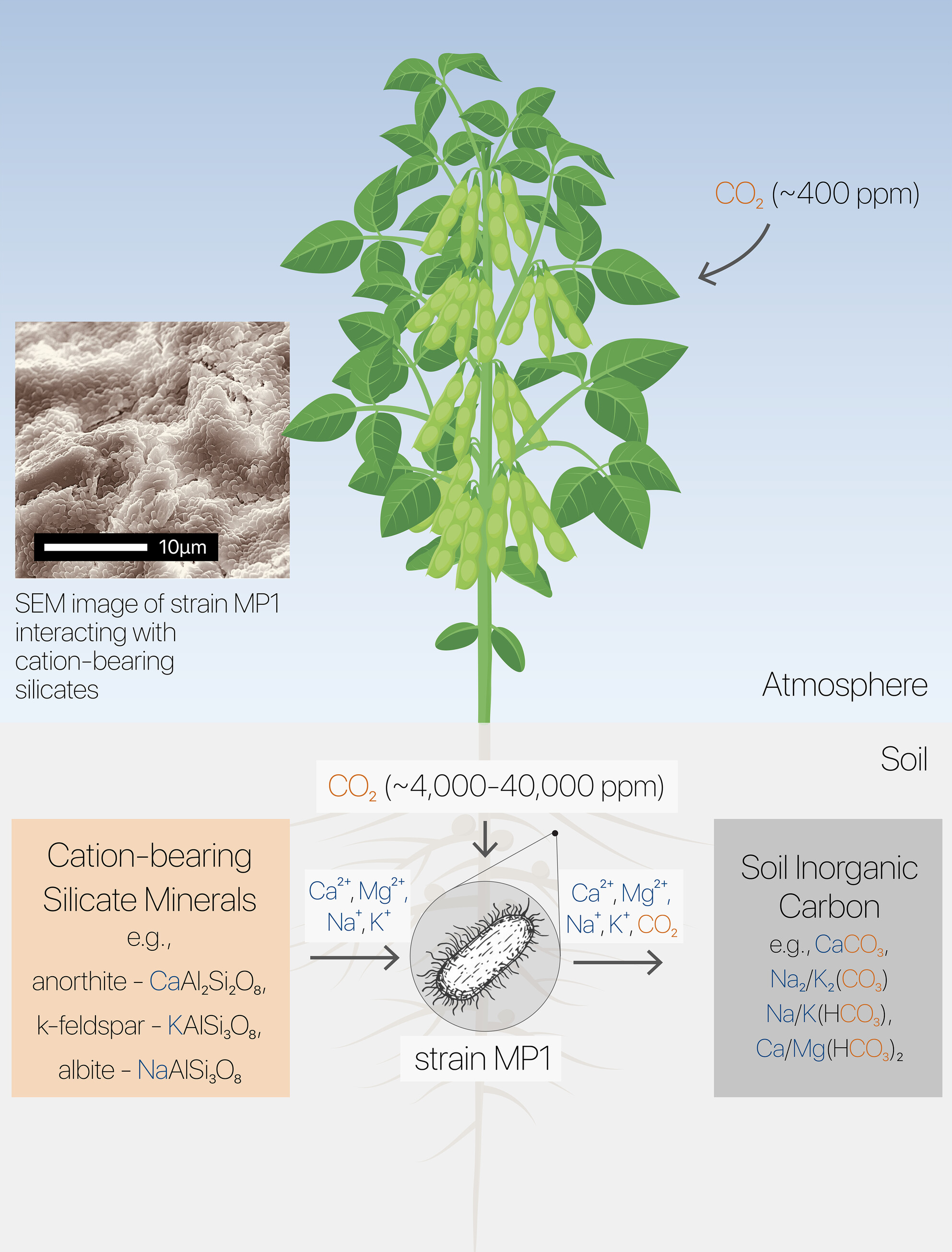 Harnessing Microbes to Weather Native Silicates in Agricultural Soils for Scalable Carbon Dioxide Removal