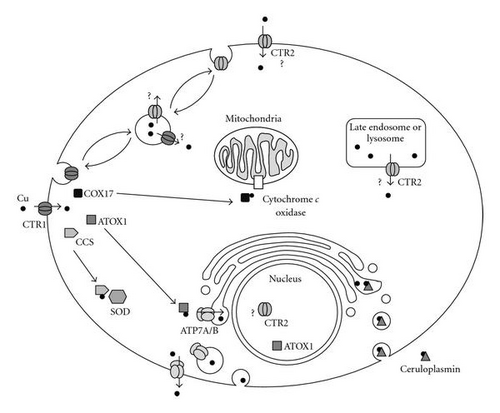 Details are in the caption following the image