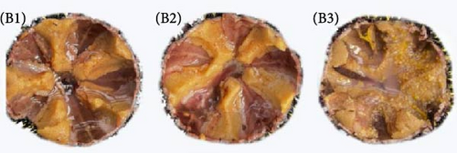 Details are in the caption following the image Details are in the caption following the image
