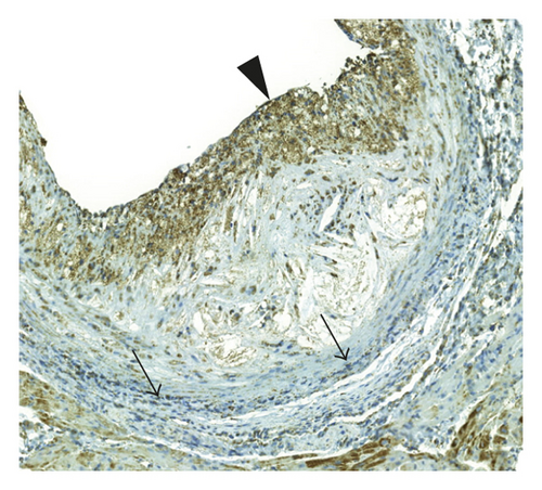 Details are in the caption following the image Details are in the caption following the image