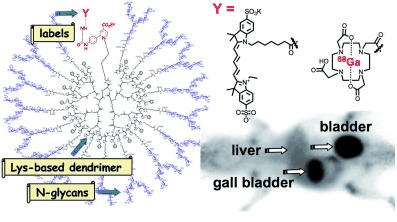 Noninvasive Imaging of Dendrimer-Type N-Glycan Clusters: In Vivo Dynamics Dependence on Oligosaccharide Structure