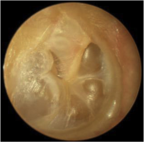 Details are in the caption following the image Details are in the caption following the image