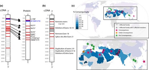 Profound intellectual disability caused by homozygous TRAPPC9 pathogenic variant in a man from Malta