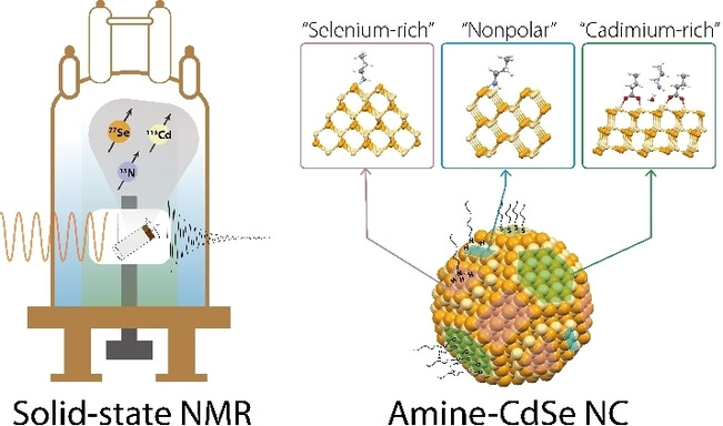Surface Sites and Ligation in Amine-capped CdSe Nanocrystals**