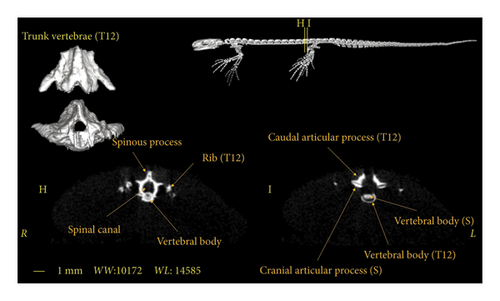 Details are in the caption following the image Details are in the caption following the image