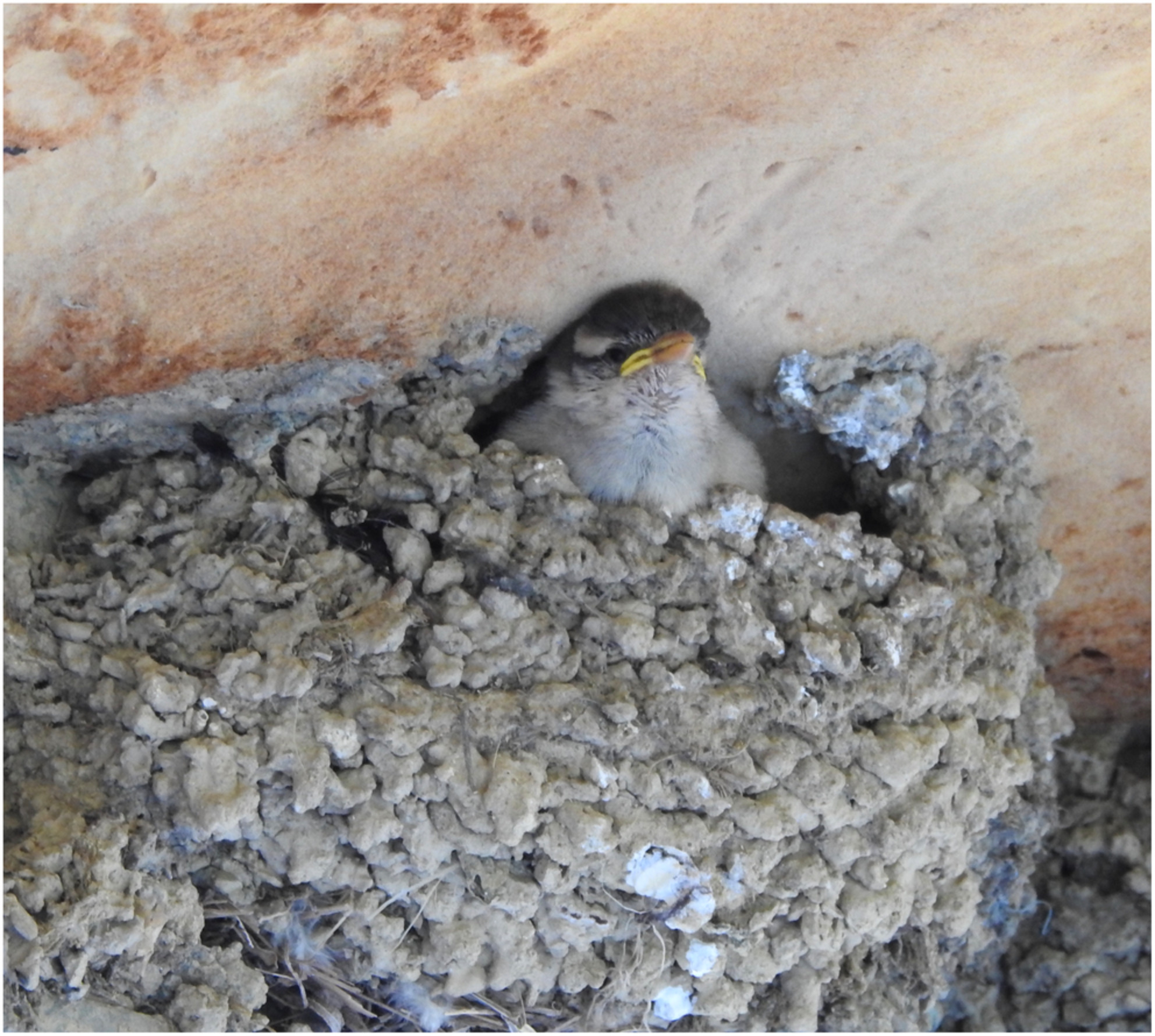 The role of a synanthropic bird in the nest niche expansion of a secondary cavity nester to man-made structures