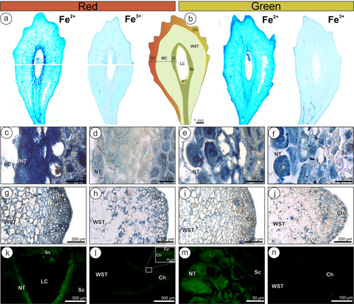 Details are in the caption following the image Details are in the caption following the image
