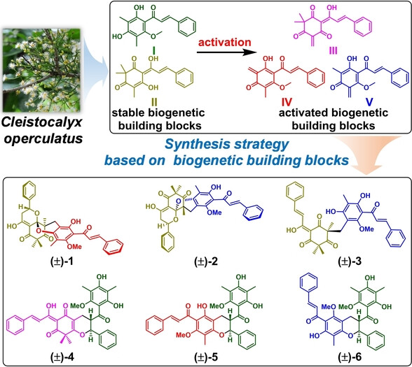 Biomimetic Synthesis of an Antiviral Cinnamoylphloroglucinol Collection from Cleistocalyx operculatus: A Synthetic Strategy Based on Biogenetic Building Blocks
