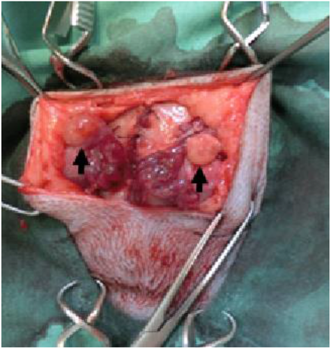 Details are in the caption following the image Details are in the caption following the image