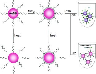 Silica-Modified Oligonucleotide−Gold Nanoparticle Conjugate Enables Closed-Tube Colorimetric Polymerase Chain Reaction