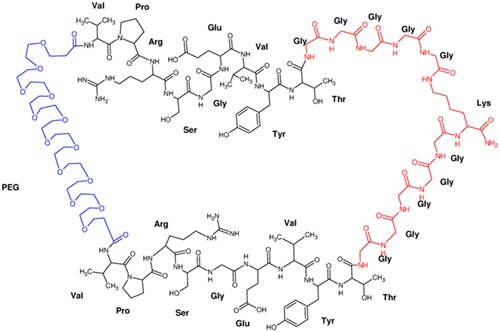 Cyclodimerization of immunosuppressive fragment of HLA-DR molecule. Design, synthesis and ESI-MS/MS analysis